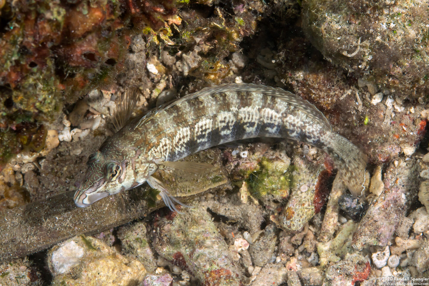 Parapercis cylindrica (Sharpnose Sandperch)
