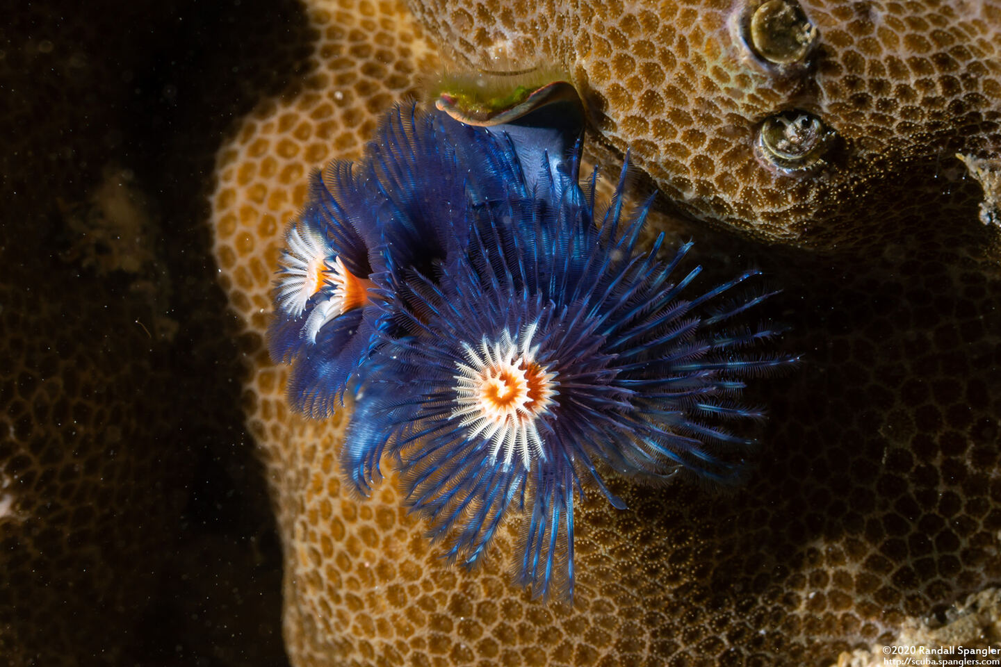 Spirobranchus sp.1 (Christmas Tree Worm)