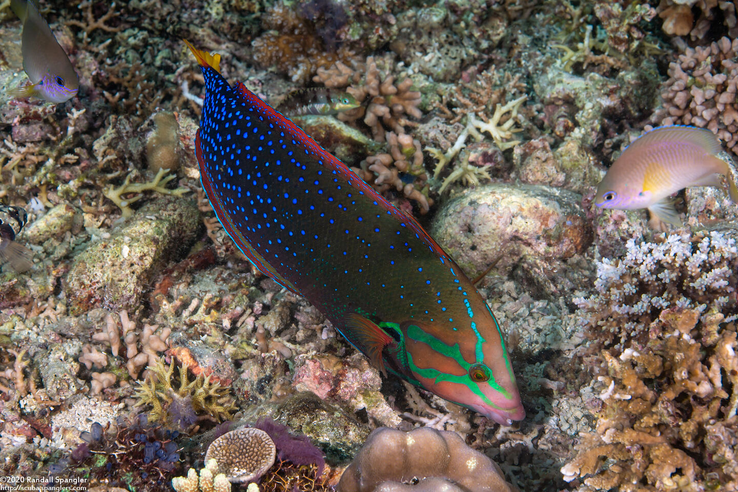 Coris gaimard (Yellowtail Coris)