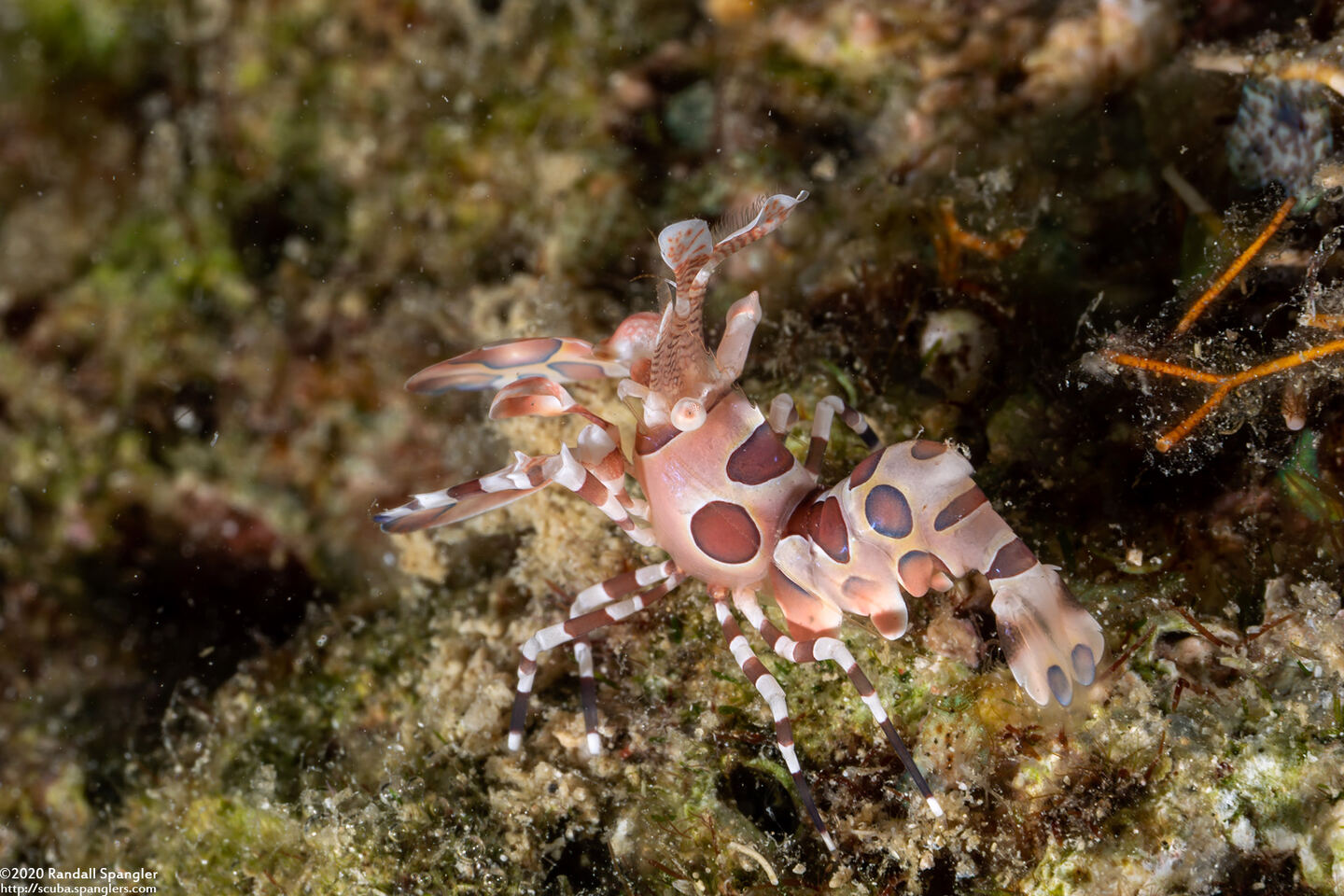 Hymenocera picta (Harlequin Shrimp)