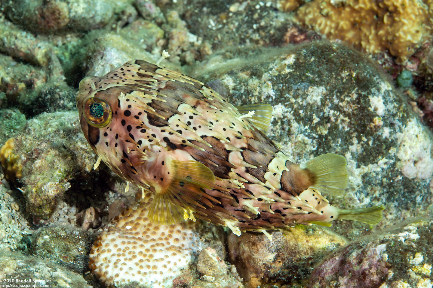 Diodon holocanthus (Longspine Porcupinefish)