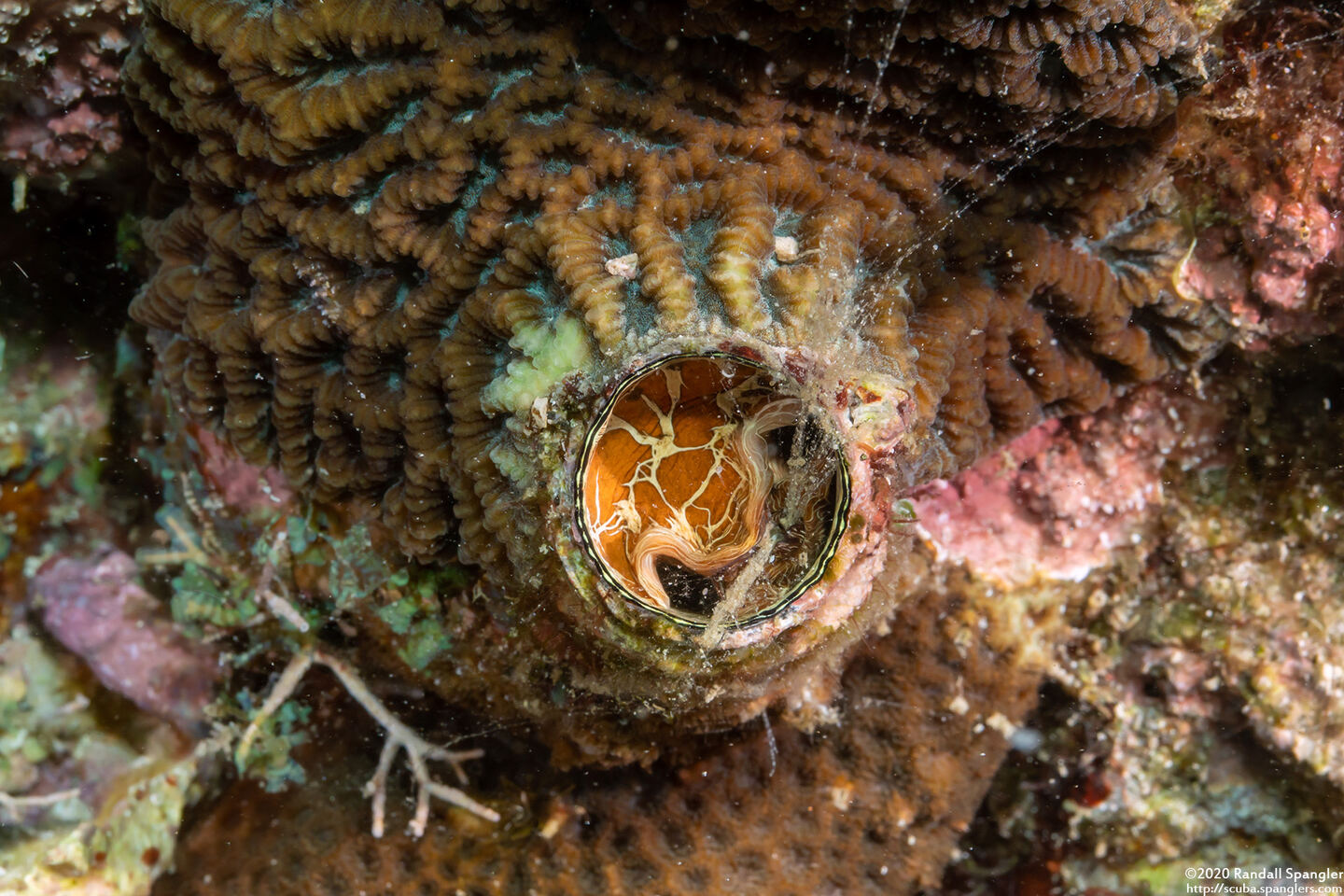 Thylacodes grandis (Grand Coral Worm Snail)