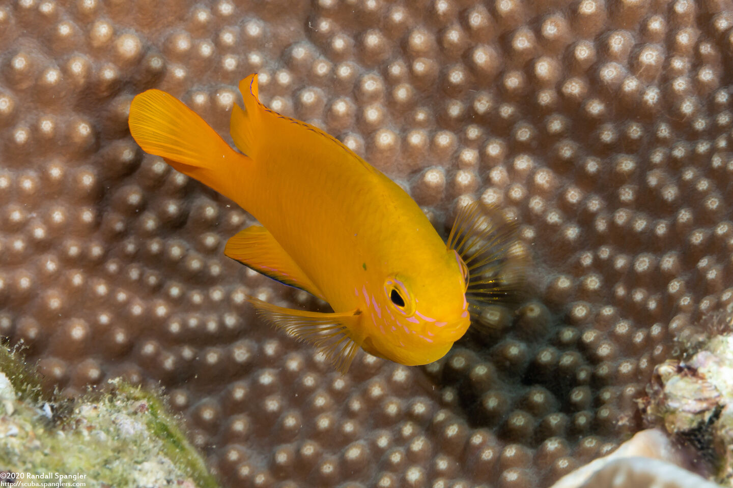 Pomacentrus moluccensis (Lemon Damsel)