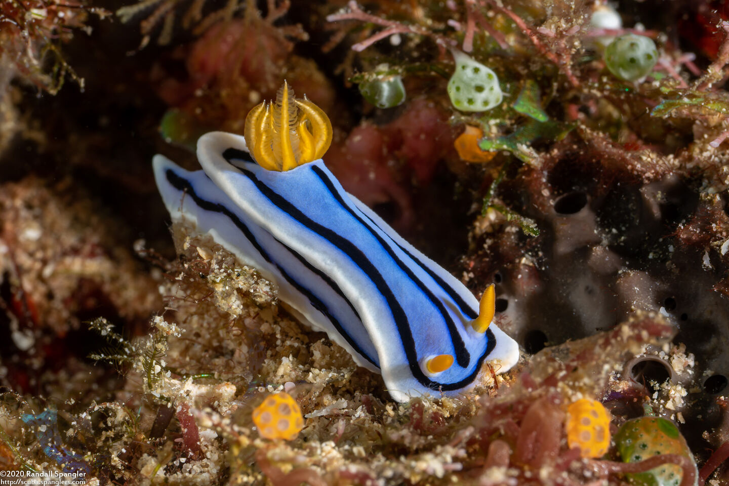 Chromodoris lochi (Loch's Chromodoris)