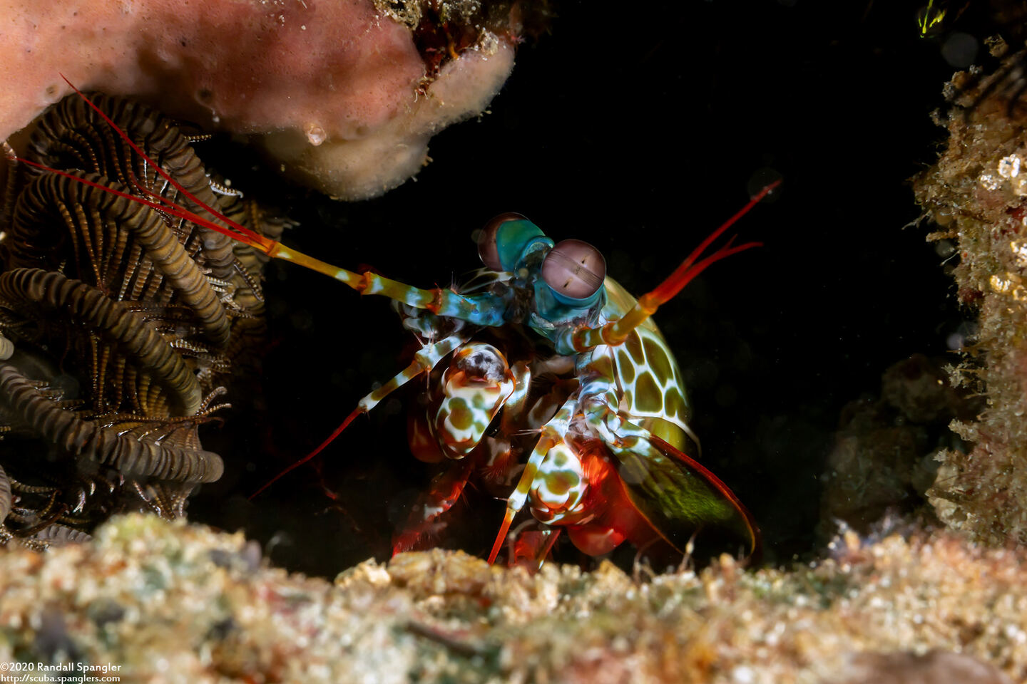 Odontodactylus scyllarus (Peacock Mantis Shrimp)