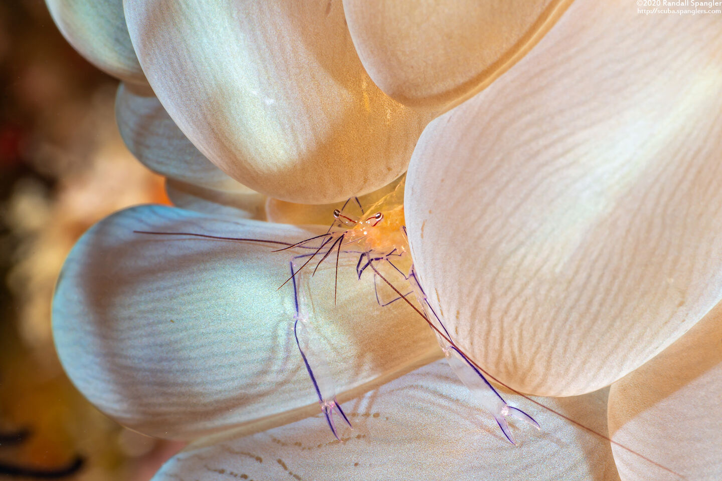 Vir philippinensis (Bubble Coral Shrimp)