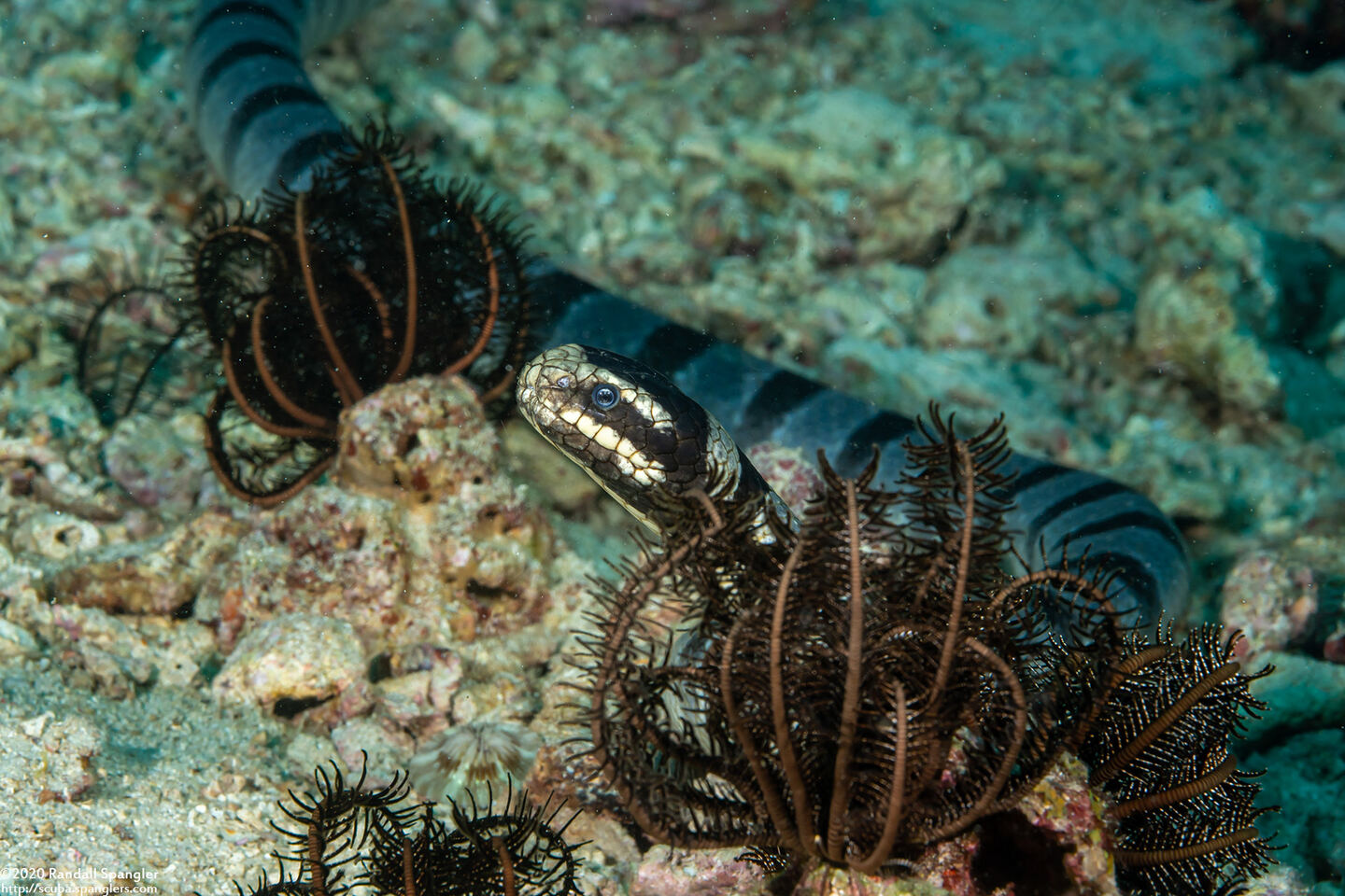 Laticauda colubrina (Banded Sea Krait)