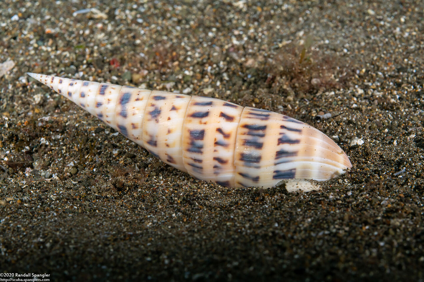 Terebra maculata (Marlinspike Auger)