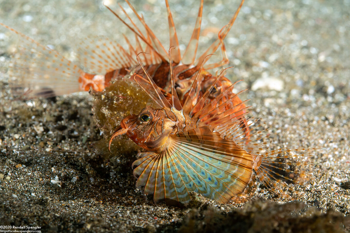 Parapterois heterura (Gurnard Lionfish)