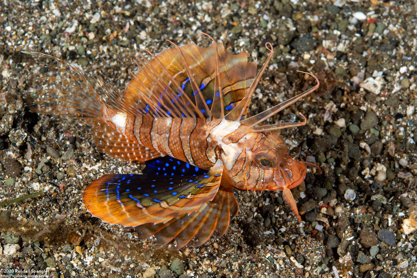 Parapterois heterura (Gurnard Lionfish)