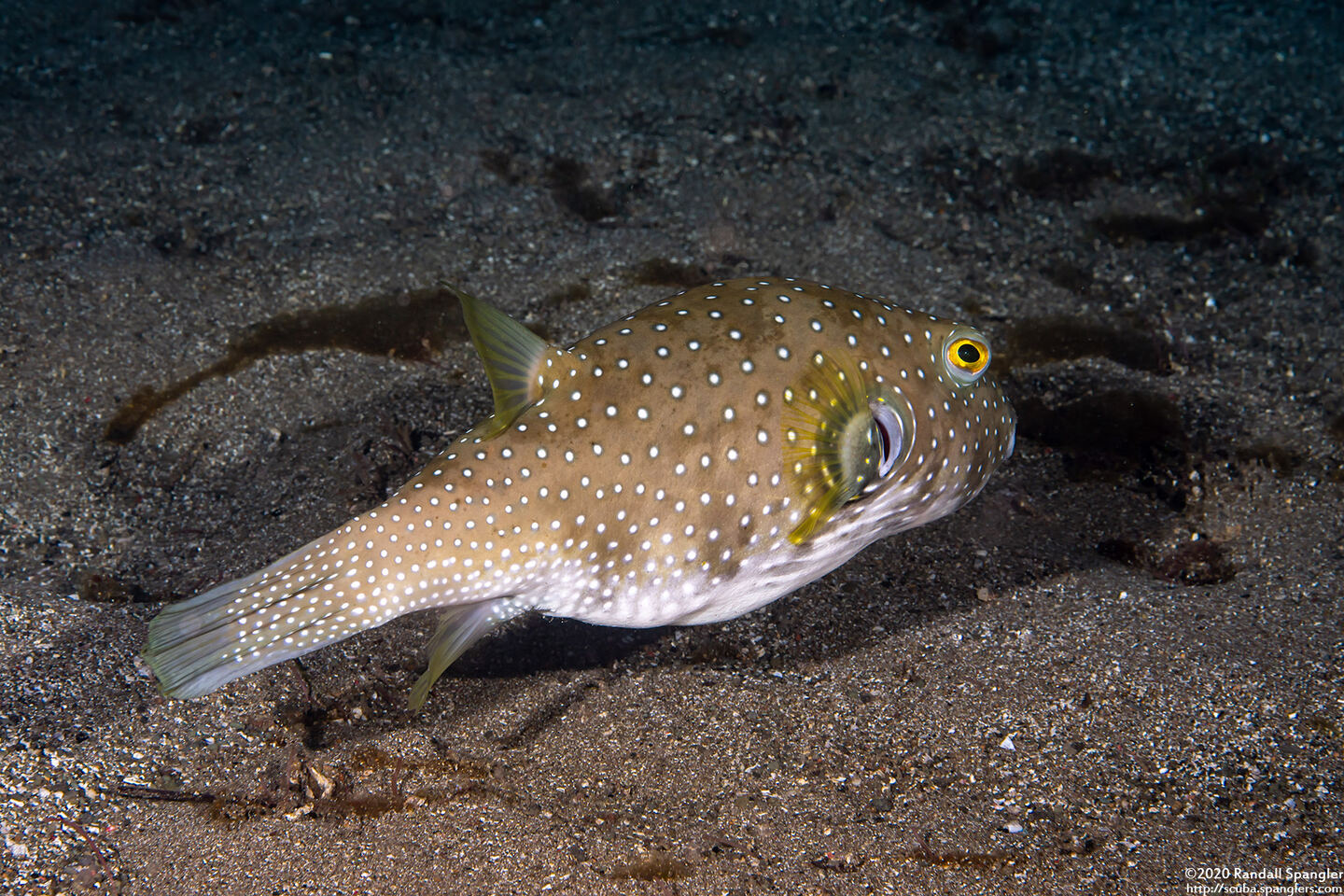 Arothron hispidus (White-Spotted Puffer)