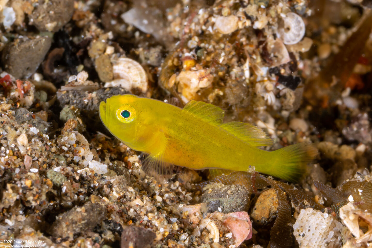 Lubricogobius exiguus (Ornate Goby)