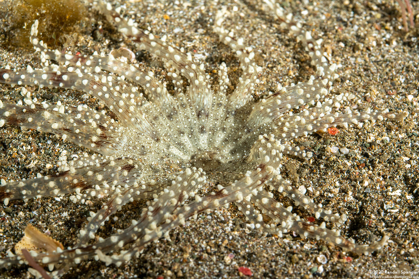 Actinostephanus haeckeli (Haeckel's Sand Anemone)