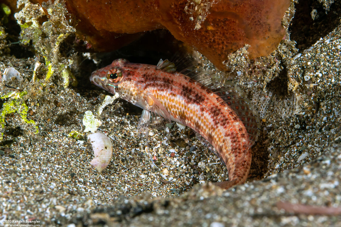 Parapercis snyderi (Blackfin Sandperch)
