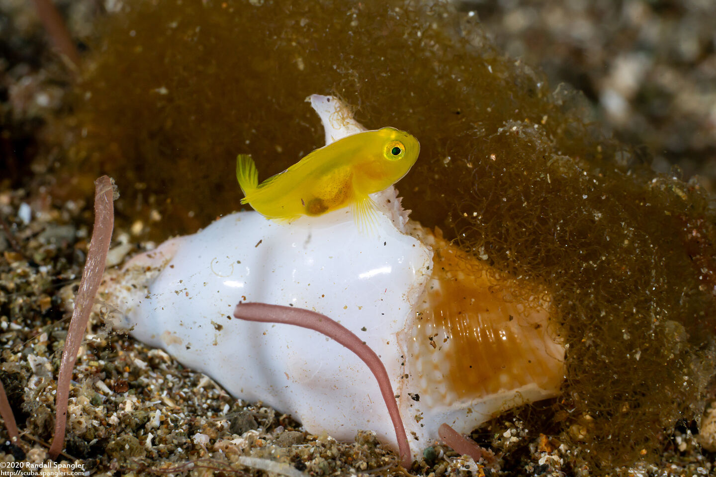Lubricogobius exiguus (Ornate Goby)