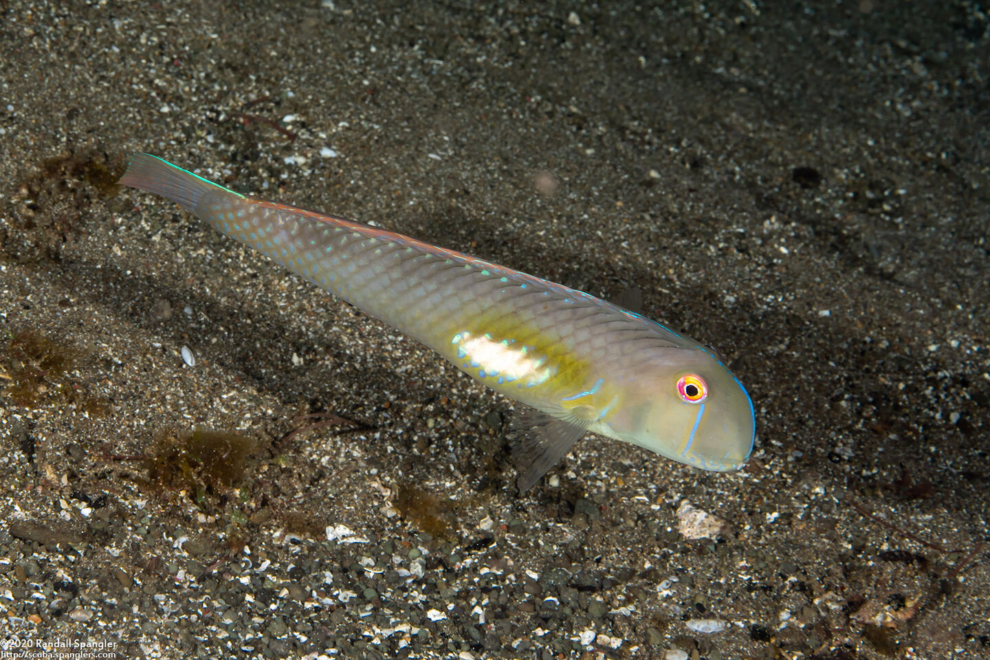 Iniistius melanopus (Finspot Razorfish)