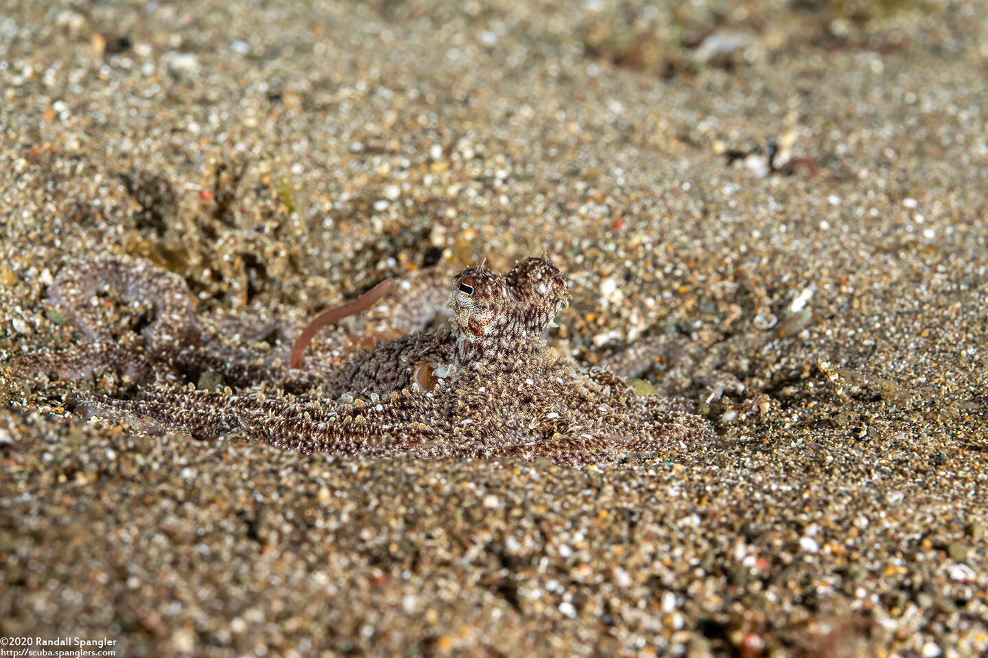 Thaumoctopus mimicus (Mimic Octopus)