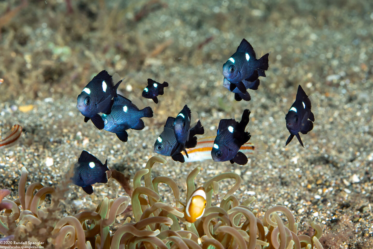 Dascyllus trimaculatus (Threespot Dascyllus)