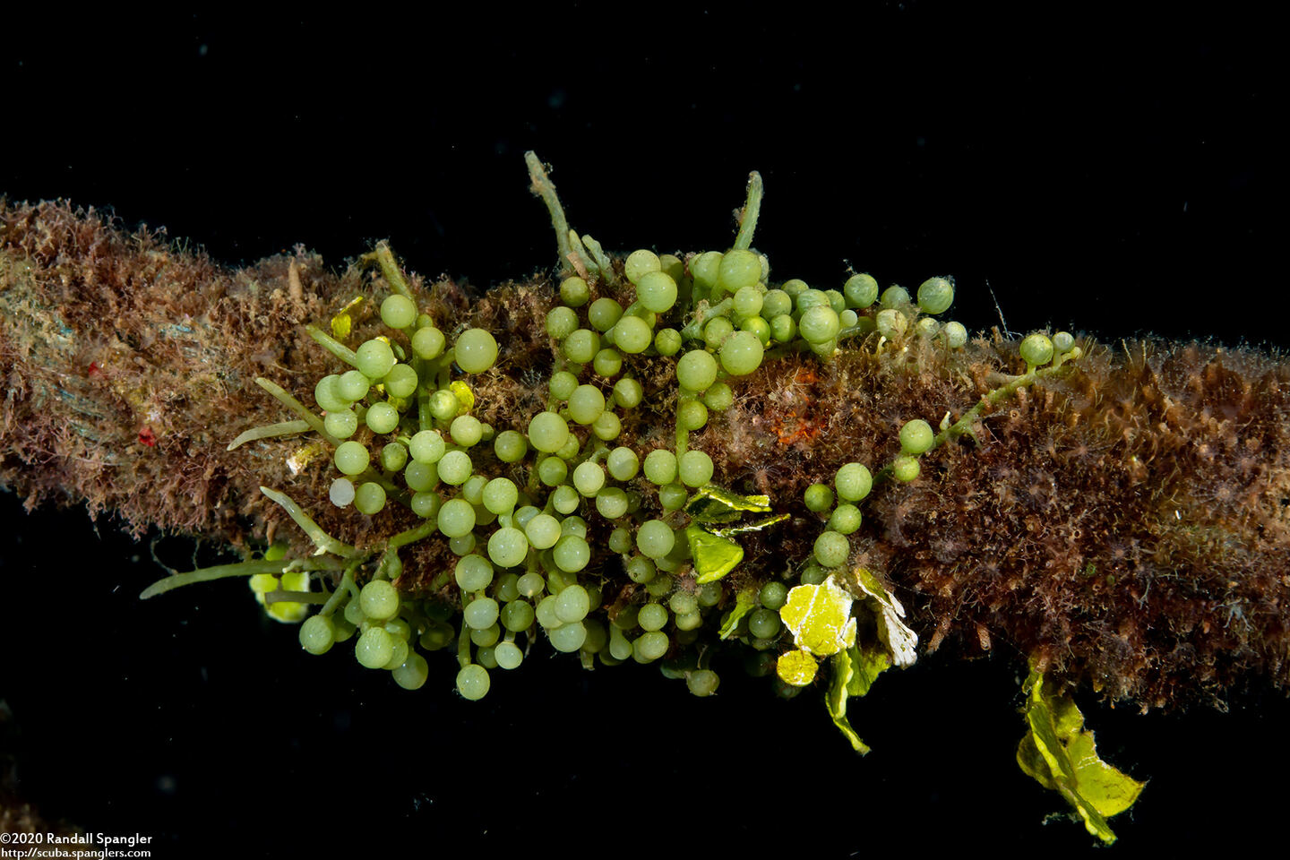Caulerpa racemosa (Sea Grapes)