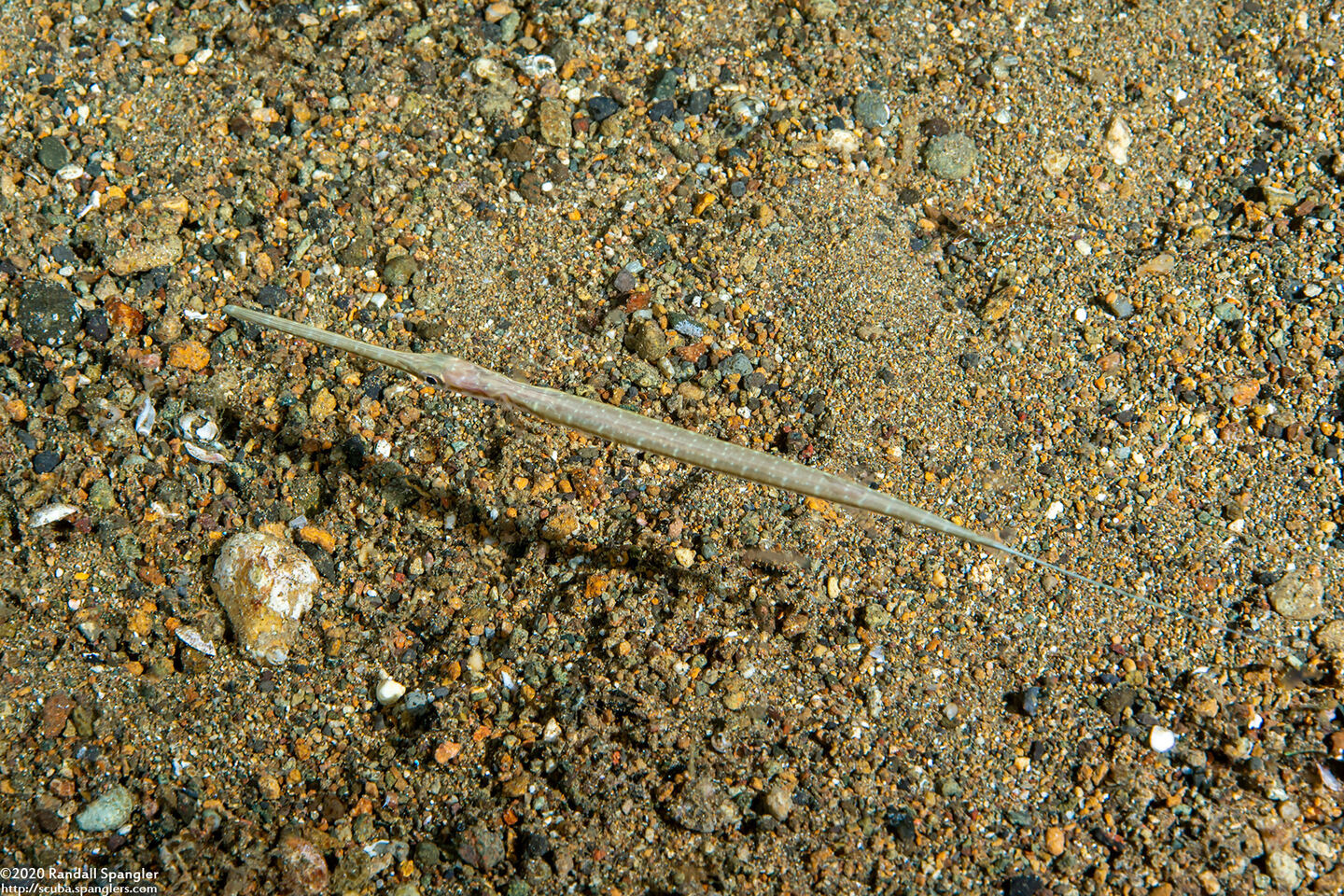 Fistularia commersonii (Bluespotted Cornetfish)