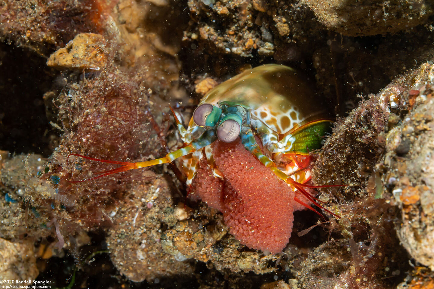 Odontodactylus scyllarus (Peacock Mantis Shrimp)
