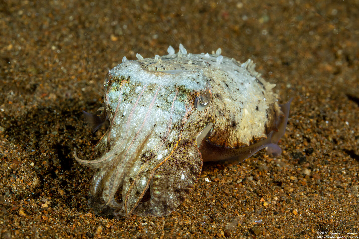 Sepia latimanus (Broadclub Cuttlefish)