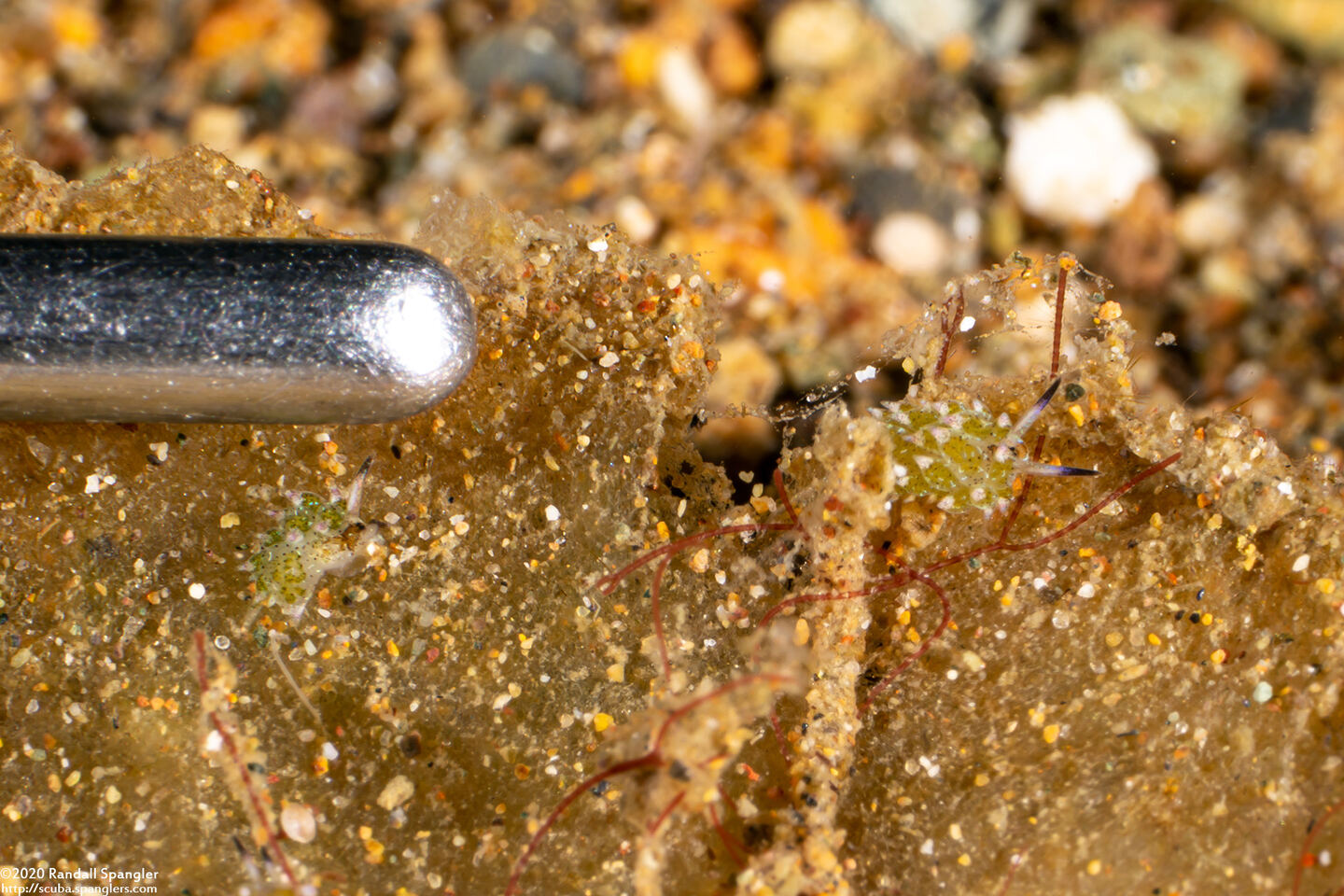 Costasiella kuroshimae (Kuro Sapsucking Slug)