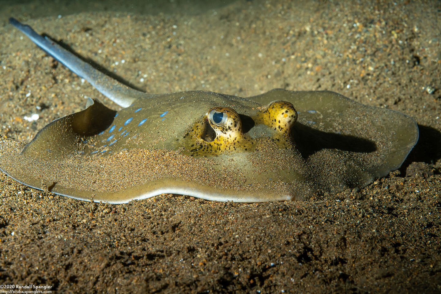 Neotrygon kuhlii (Blue-Spotted Stingray)