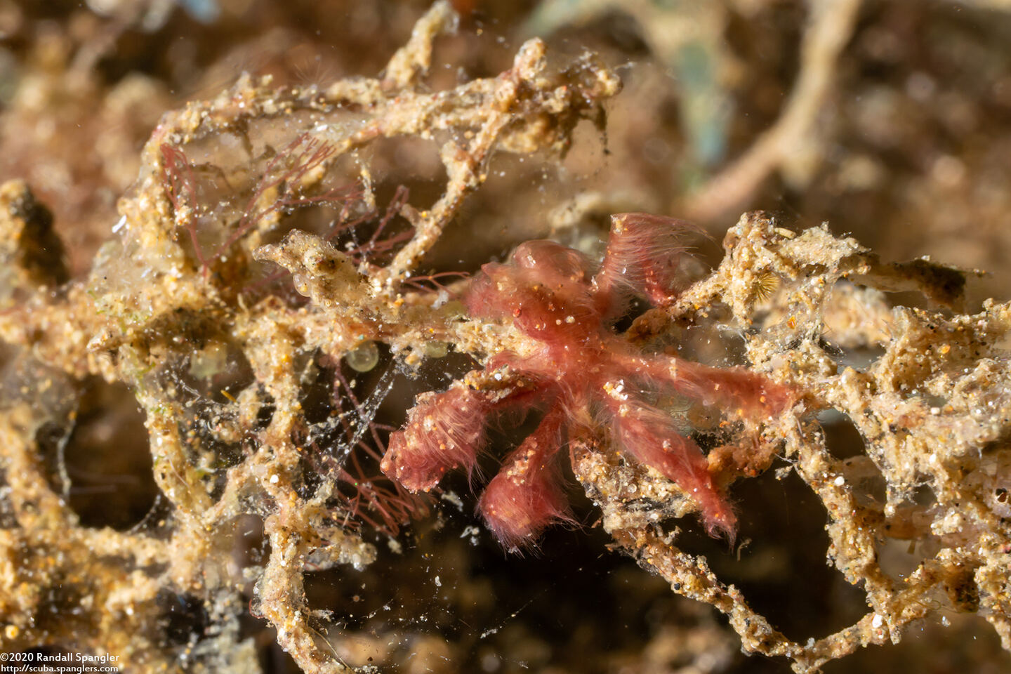 Oncinopus sp.1 (Orangutan Crab)