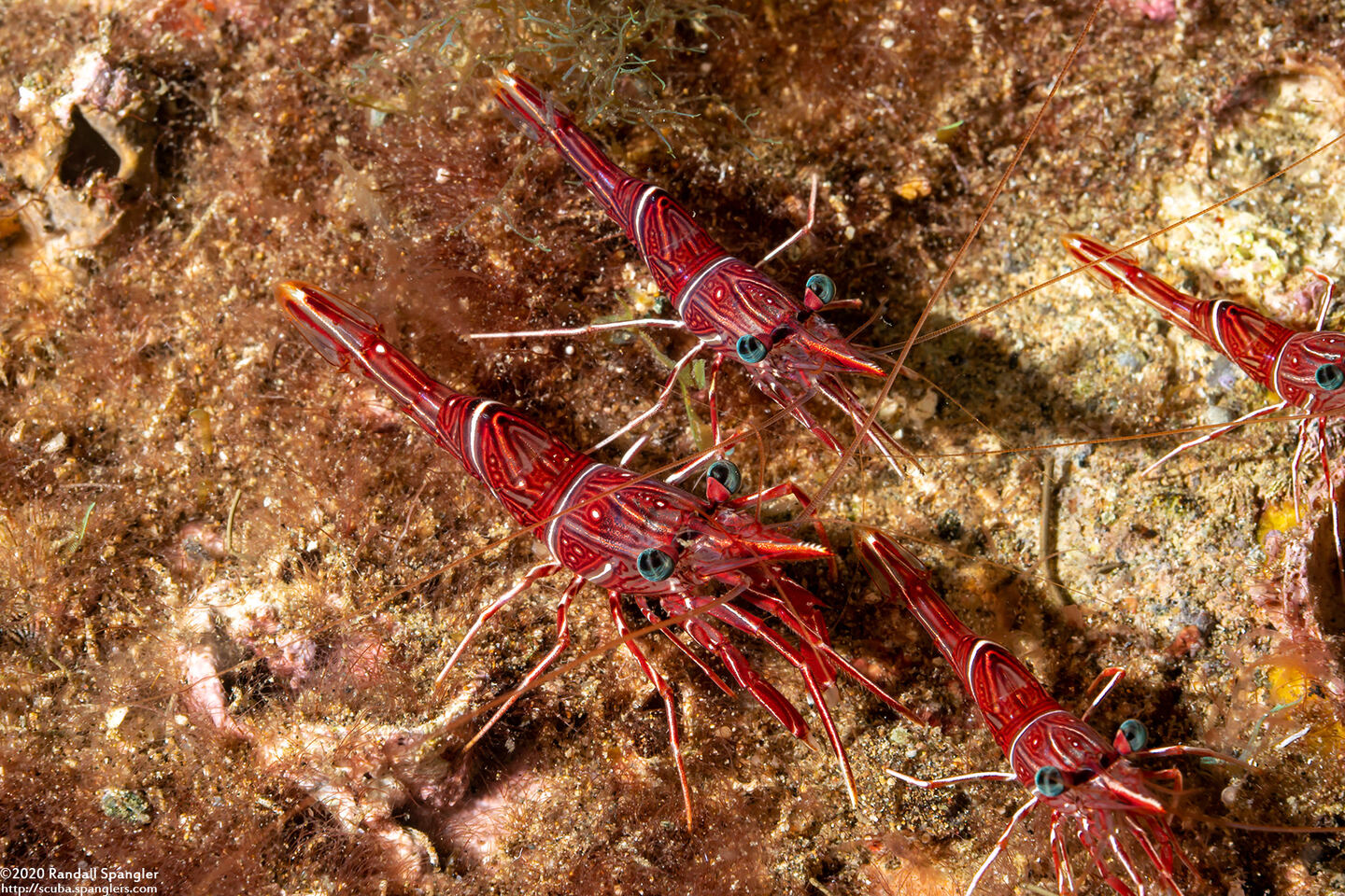 Rhynchocinetes durbanensis (Dancing Shrimp)