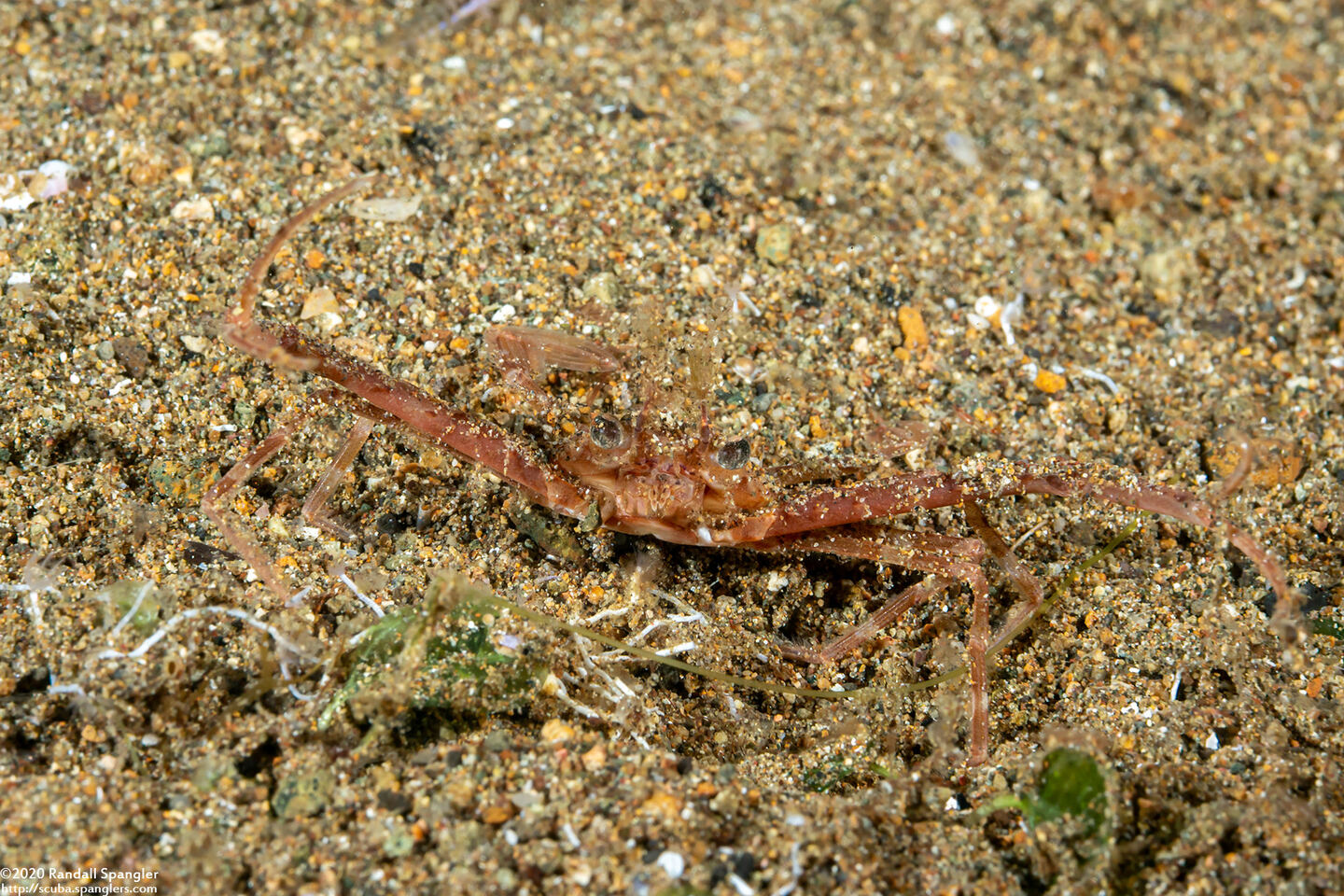 Lupocyclus sp.1 (Scissor Swimming Crab)