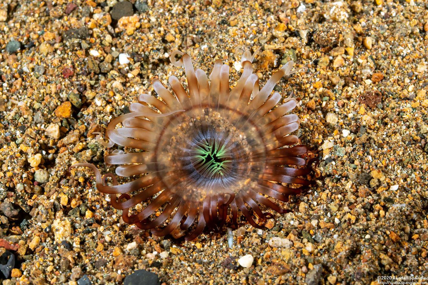 Arachnanthus cf. stimpsonii (Arachnanthus cf. Stimpsonii)