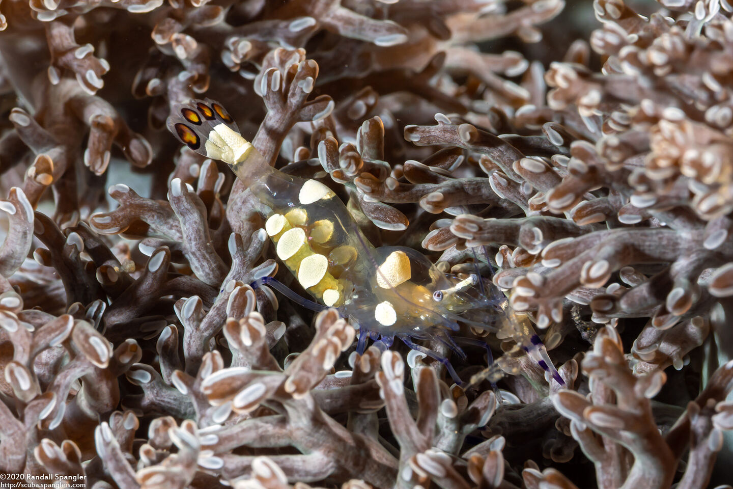 Ancylocaris brevicarpalis (Peacock-Tail Anemone Shrimp)