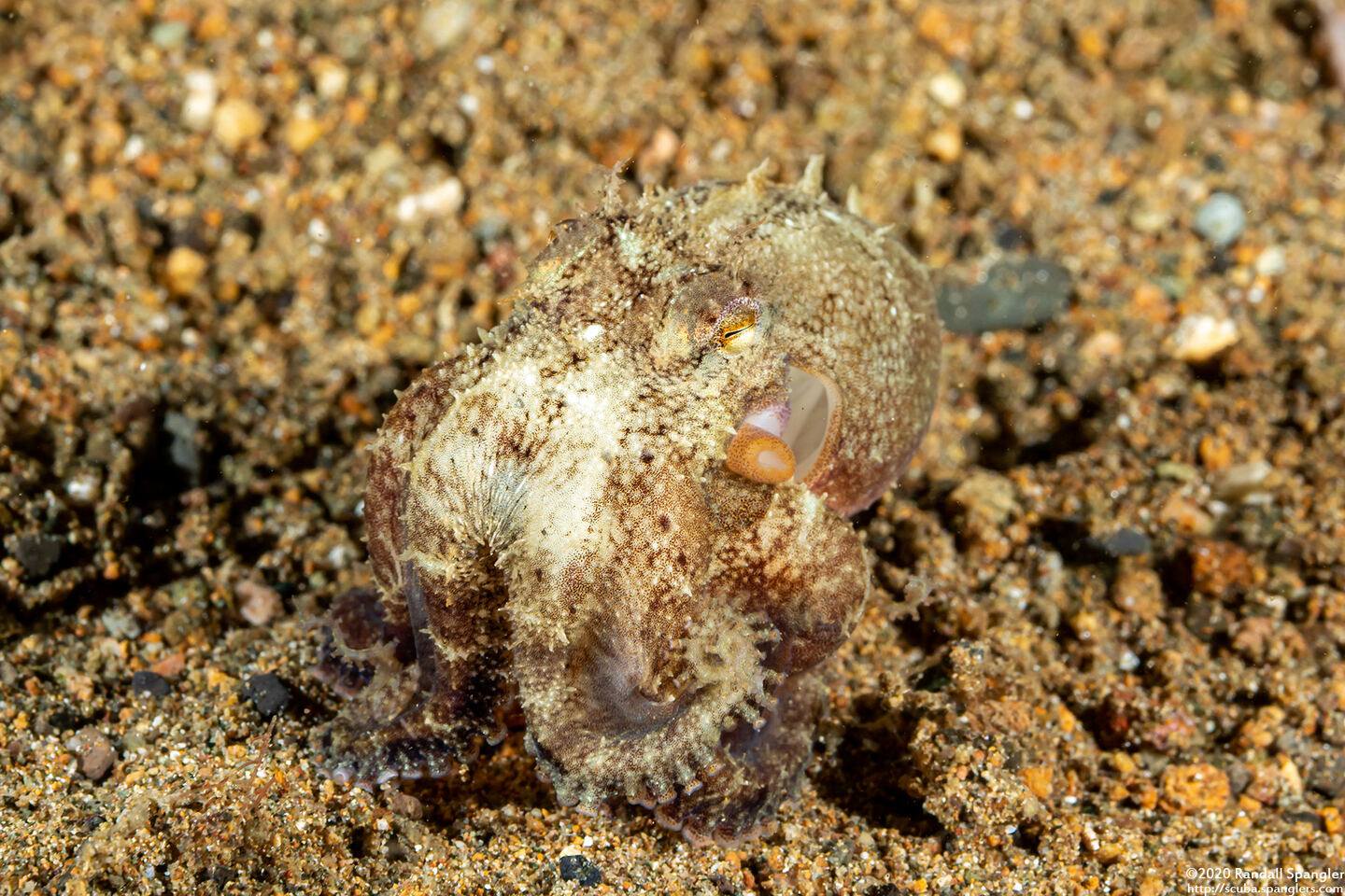 Amphioctopus marginatus (Coconut Octopus)