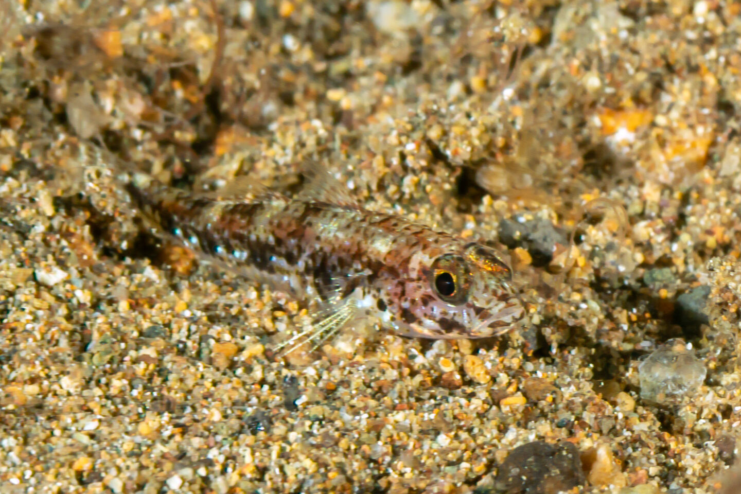 Macrodontogobius wilburi (Largetooth Goby)
