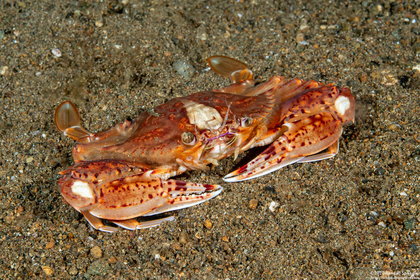 Portunus sp.2 (Portunus sp.2)