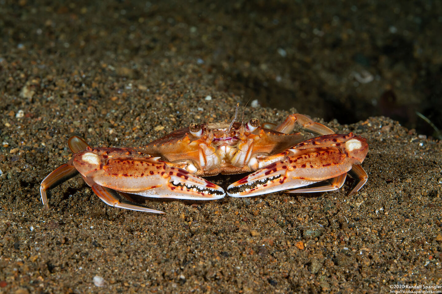 Portunus sp.2 (Portunus sp.2)