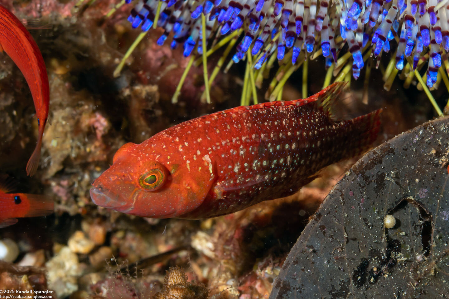 Cheilinus oxycephalus (Snooty Wrasse)