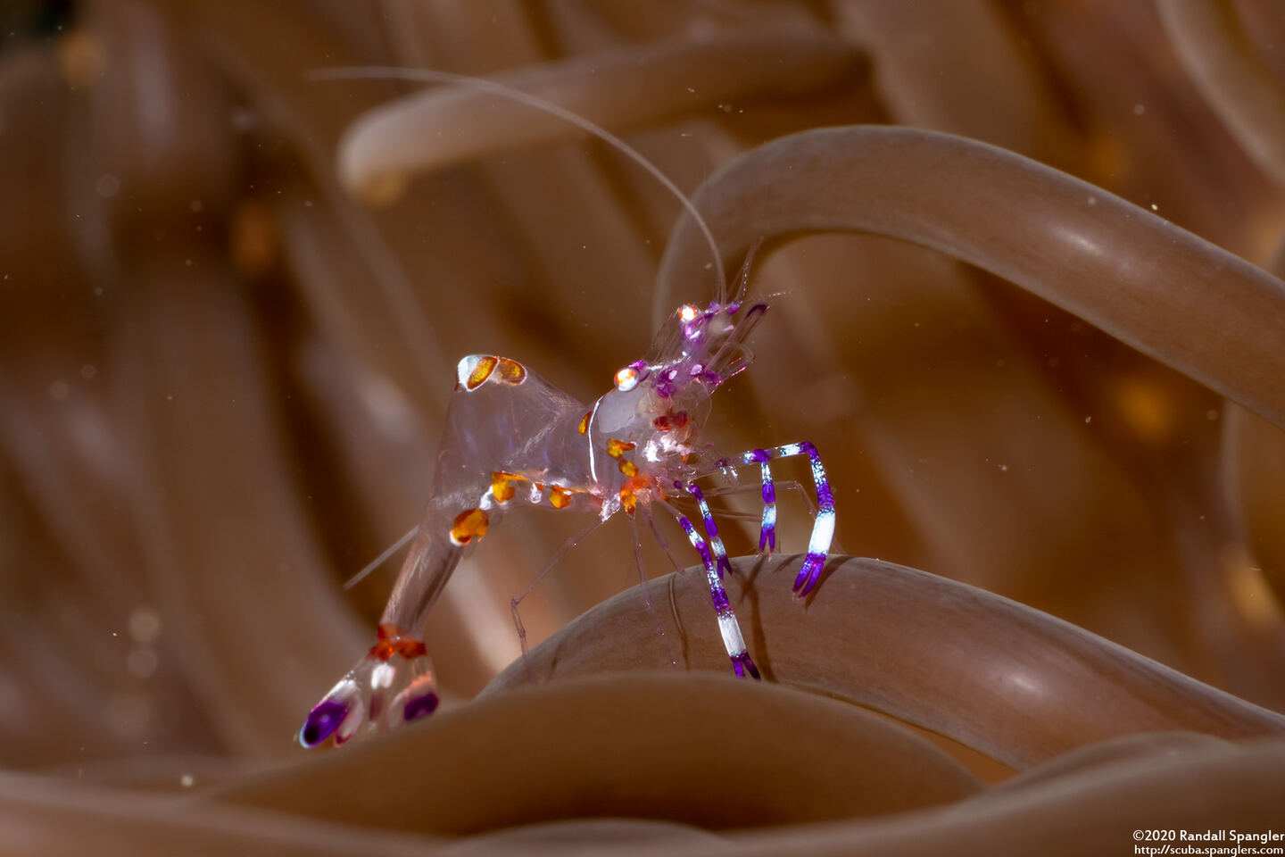 Ancylomenes luteomaculatus (Yellow-Spotted Anemone Shrimp)