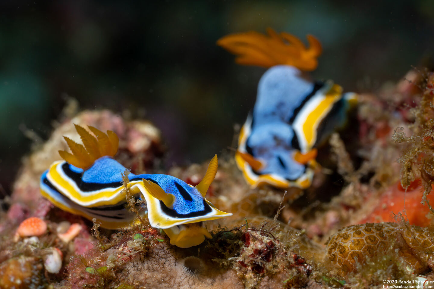 Chromodoris annae (Anna's Chromodoris)