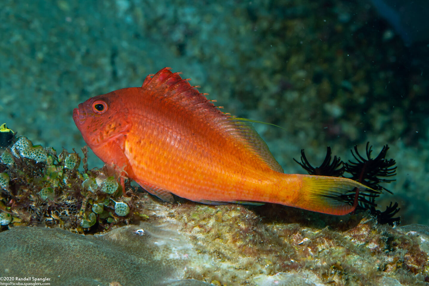 Cyprinocirrhites polyactis (Lyretail Hawkfish)