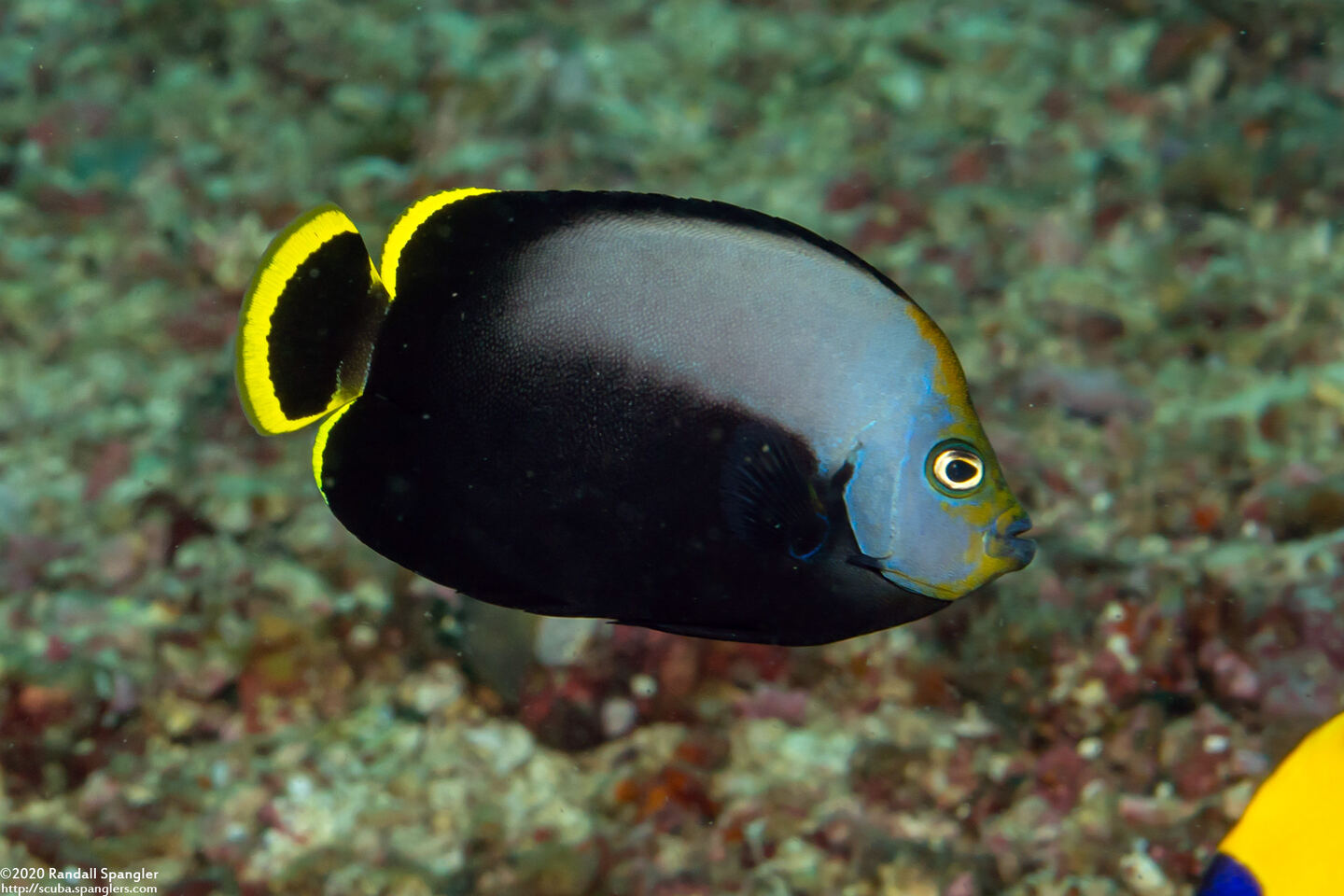 Chaetodontoplus melanosoma (Black Velvet Angelfish)