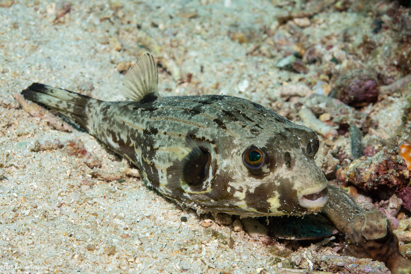 Arothron manilensis (Striped Puffer)