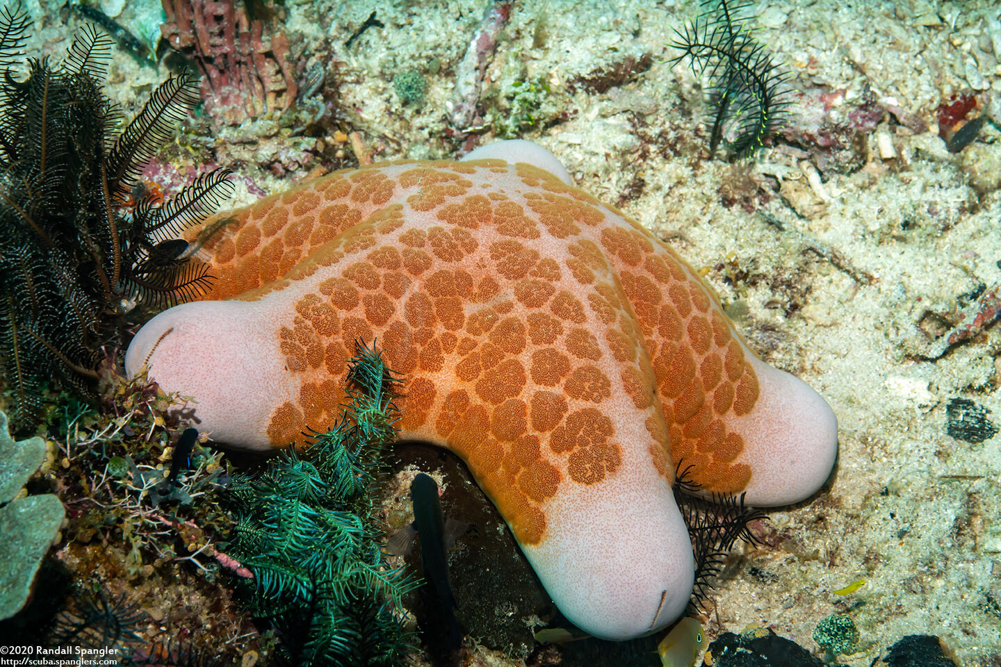 Choriaster granulatus (Granular Sea Star)