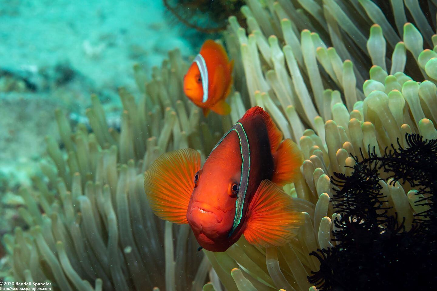Amphiprion frenatus (Tomato Anemonefish)