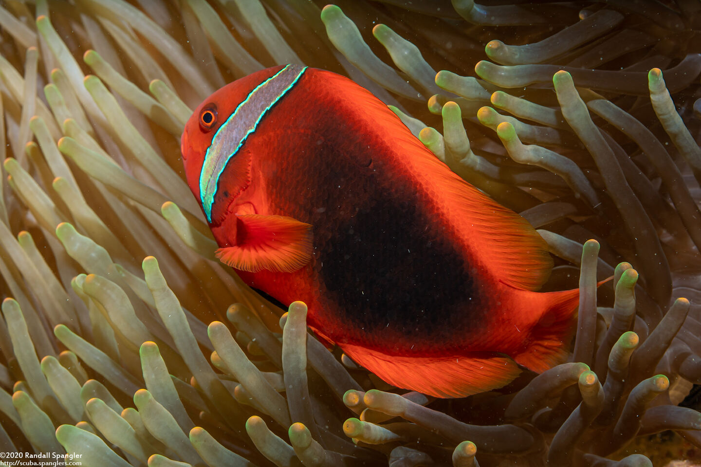 Amphiprion frenatus (Tomato Anemonefish)