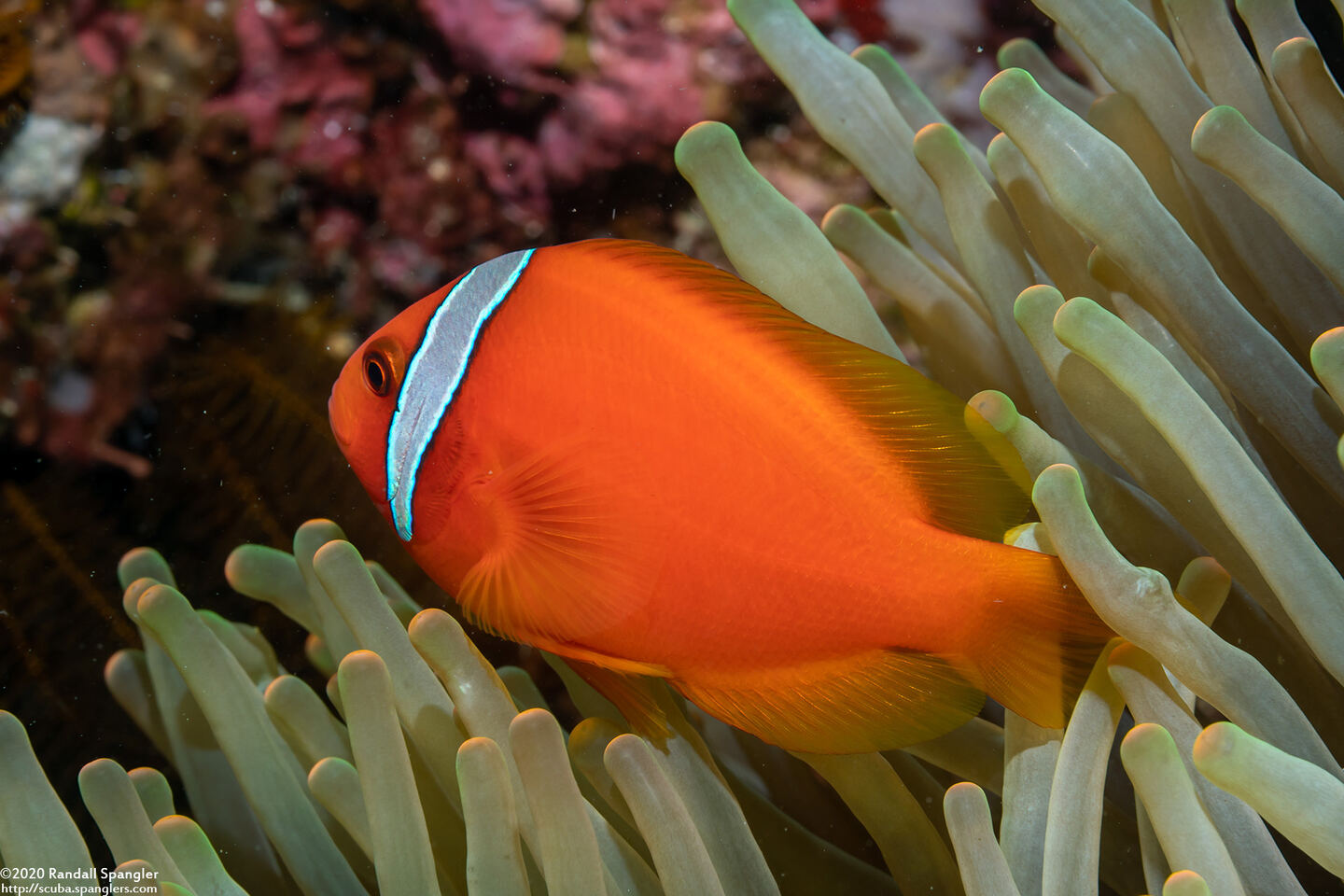 Amphiprion frenatus (Tomato Anemonefish)