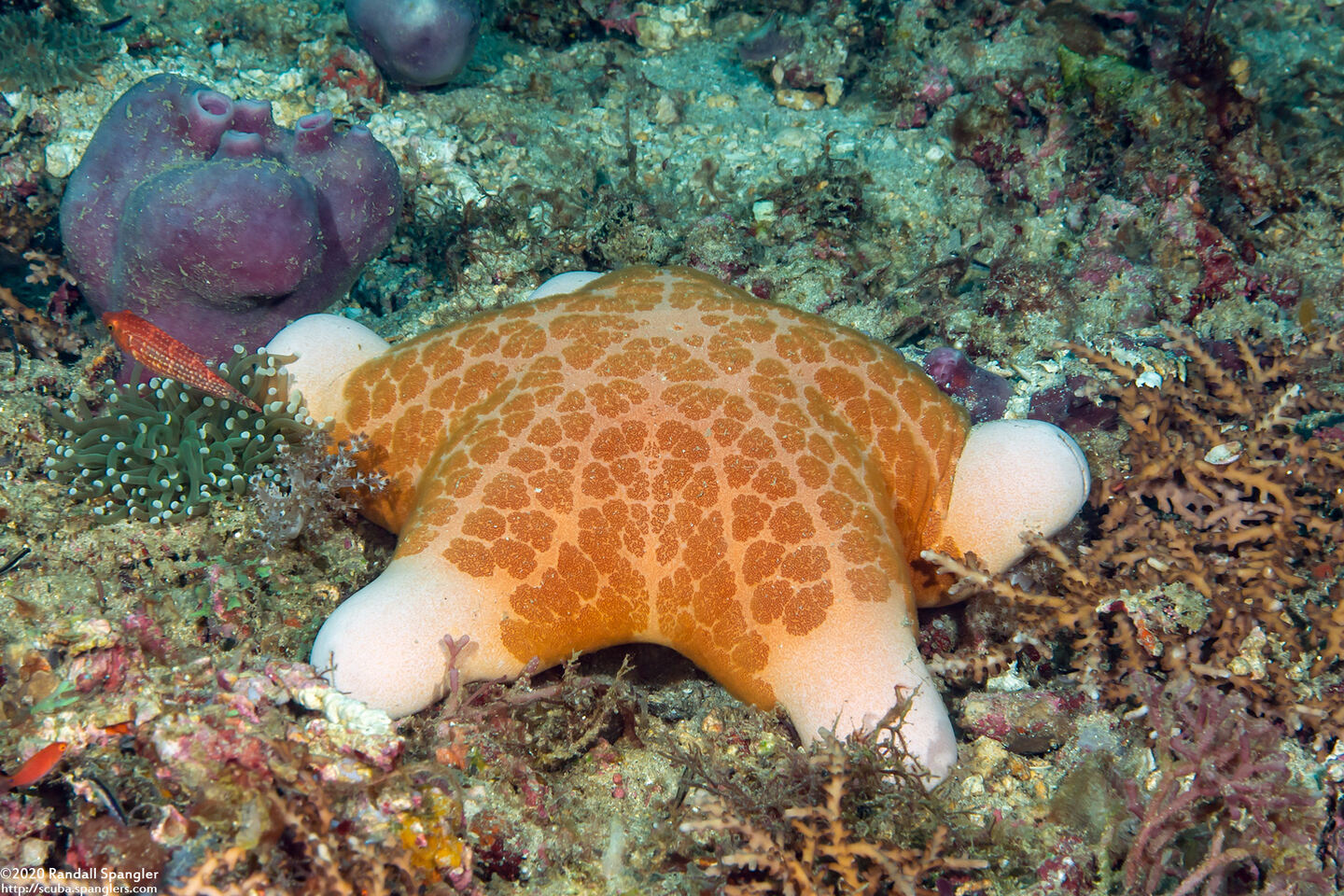 Choriaster granulatus (Granular Sea Star)