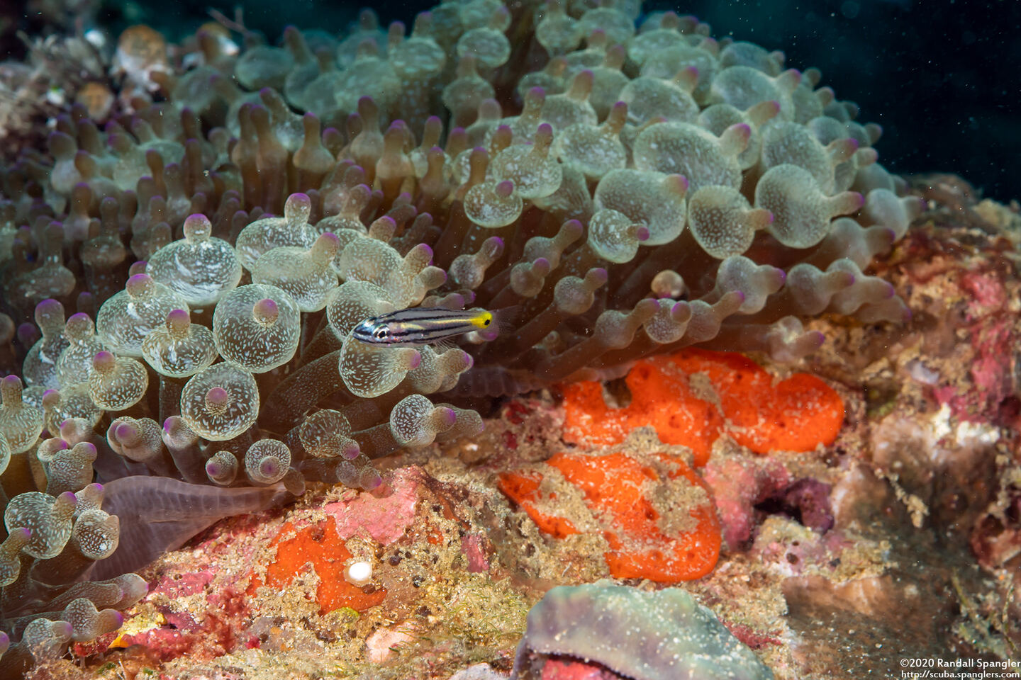 Entacmaea quadricolor (Bubble-Tip Anemone)