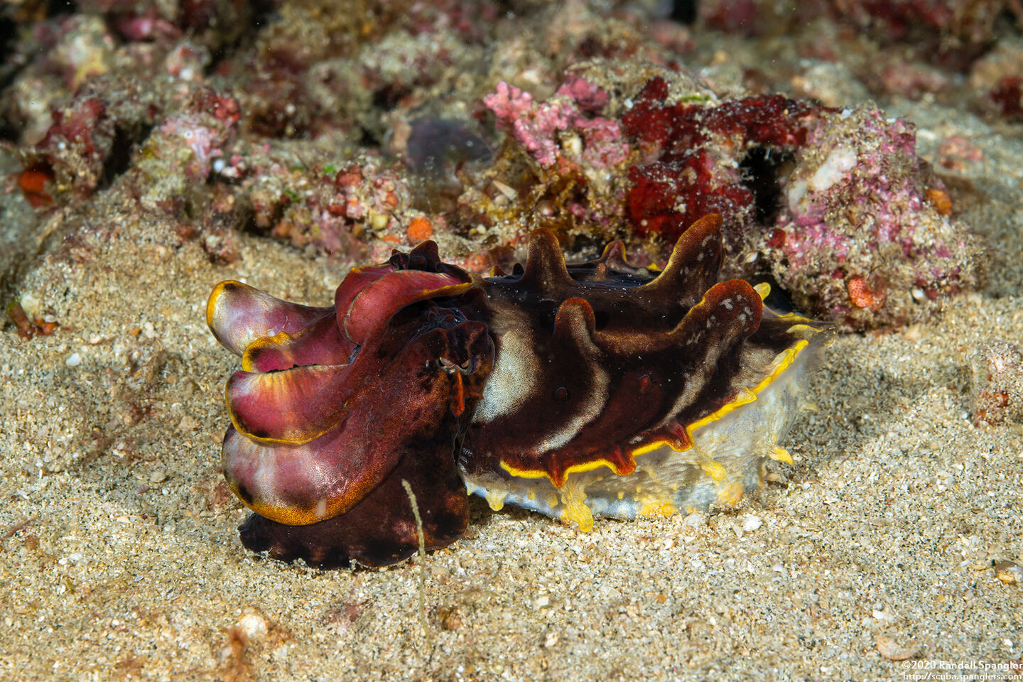 Metasepia pfefferi (Flamboyant Cuttlefish)
